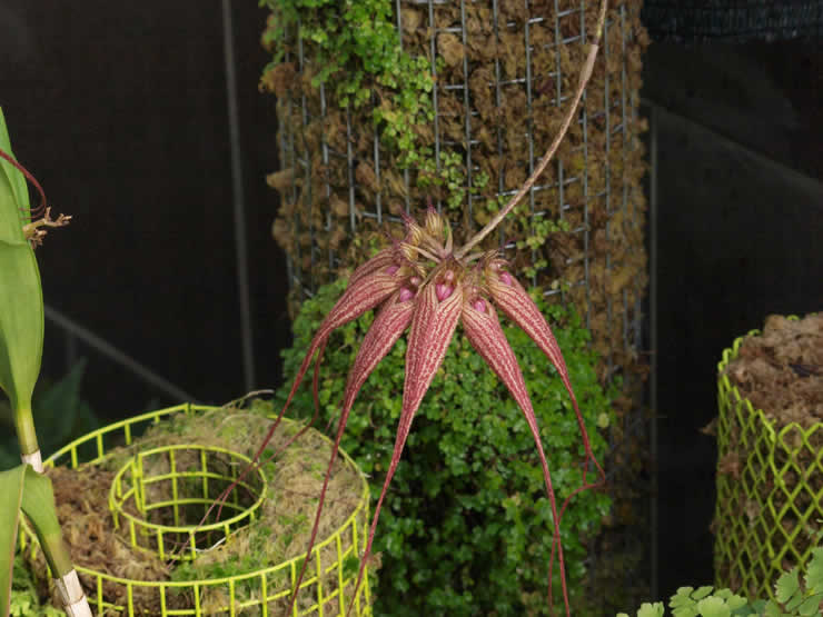 Bulbophyllum - Club Amigos de las Orquídeas